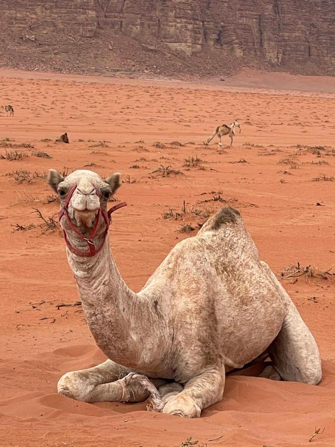Wadi Rum Trip Екстер'єр фото